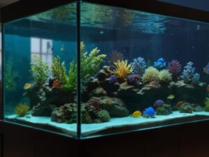 le cout reel d un aquarium chez soi