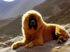 Dogue du Tibet - le chien le plus chère au monde